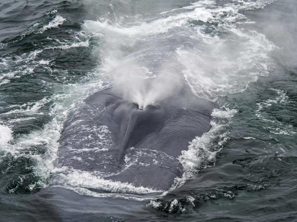 Closeup of the blowing blue whale on the water surface.