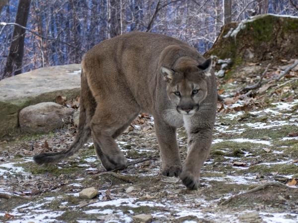 Cougar in the woods