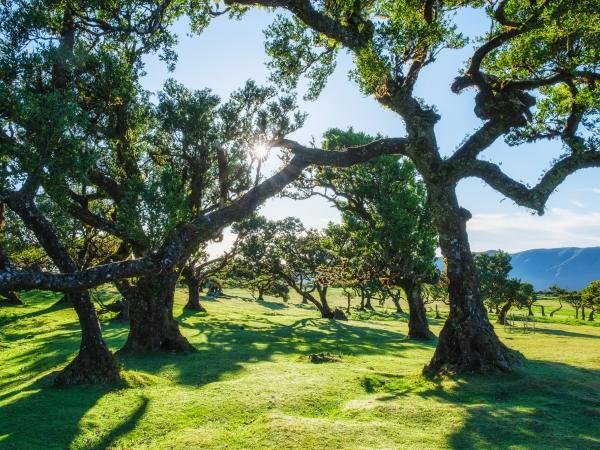 Oak trees with rolling hills behind