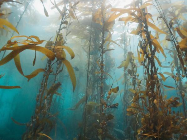 Kelp growing in the ocean