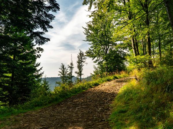 Forested Hiking Trail