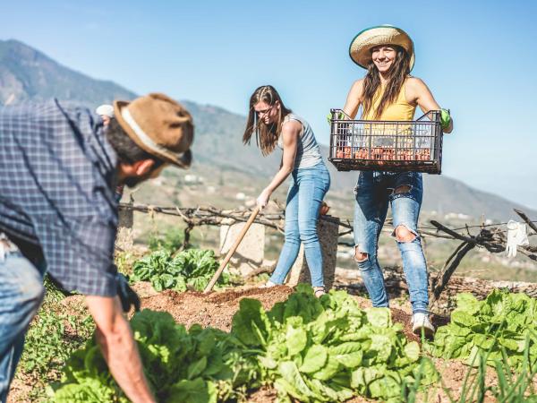 Teamwork harvesting fresh vegetables in the community greenhouse garden