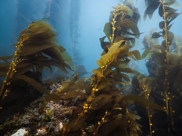 Beautiful shot of underwater nature