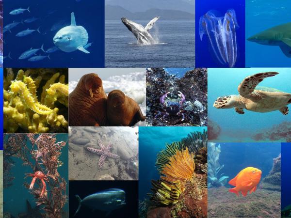 Collage of images of marine life