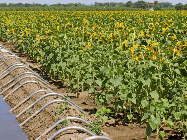 Field of sunflowers