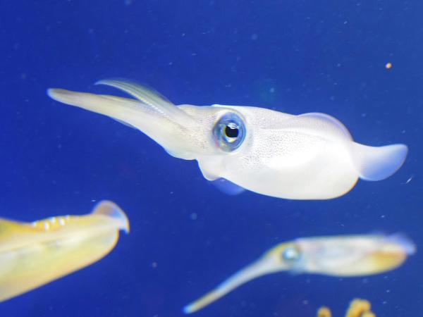 squid