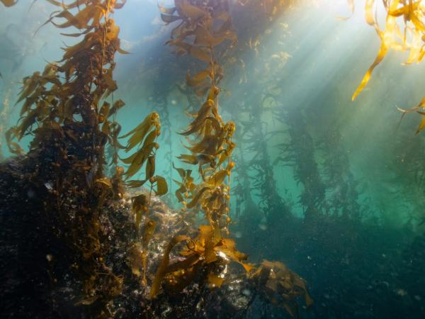 Kelp forest underwater