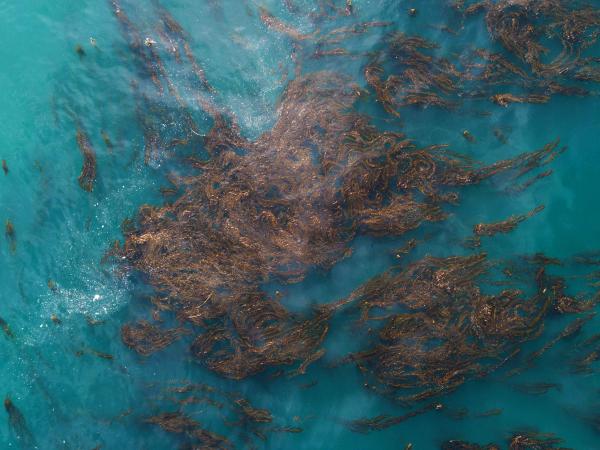 aerial shot of kelp