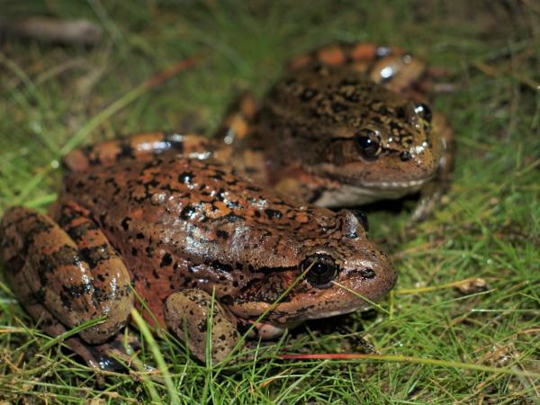 Two California red legged frogs sitting in grass