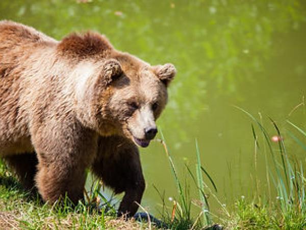 Grizzly Bear