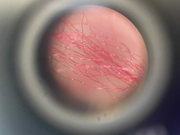 Microplastics under a microscope - Anna Perko